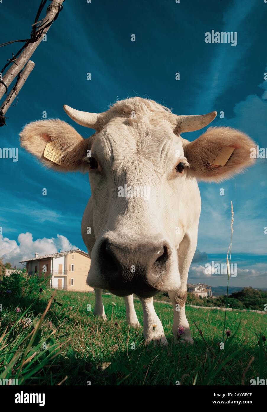 Happy cow free range grass fed in the mountains Stock Photo