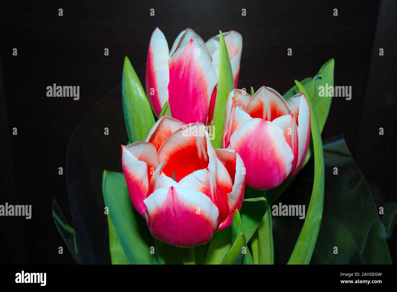 Bouquet of fresh spring red tulips on dark background Stock Photo - Alamy