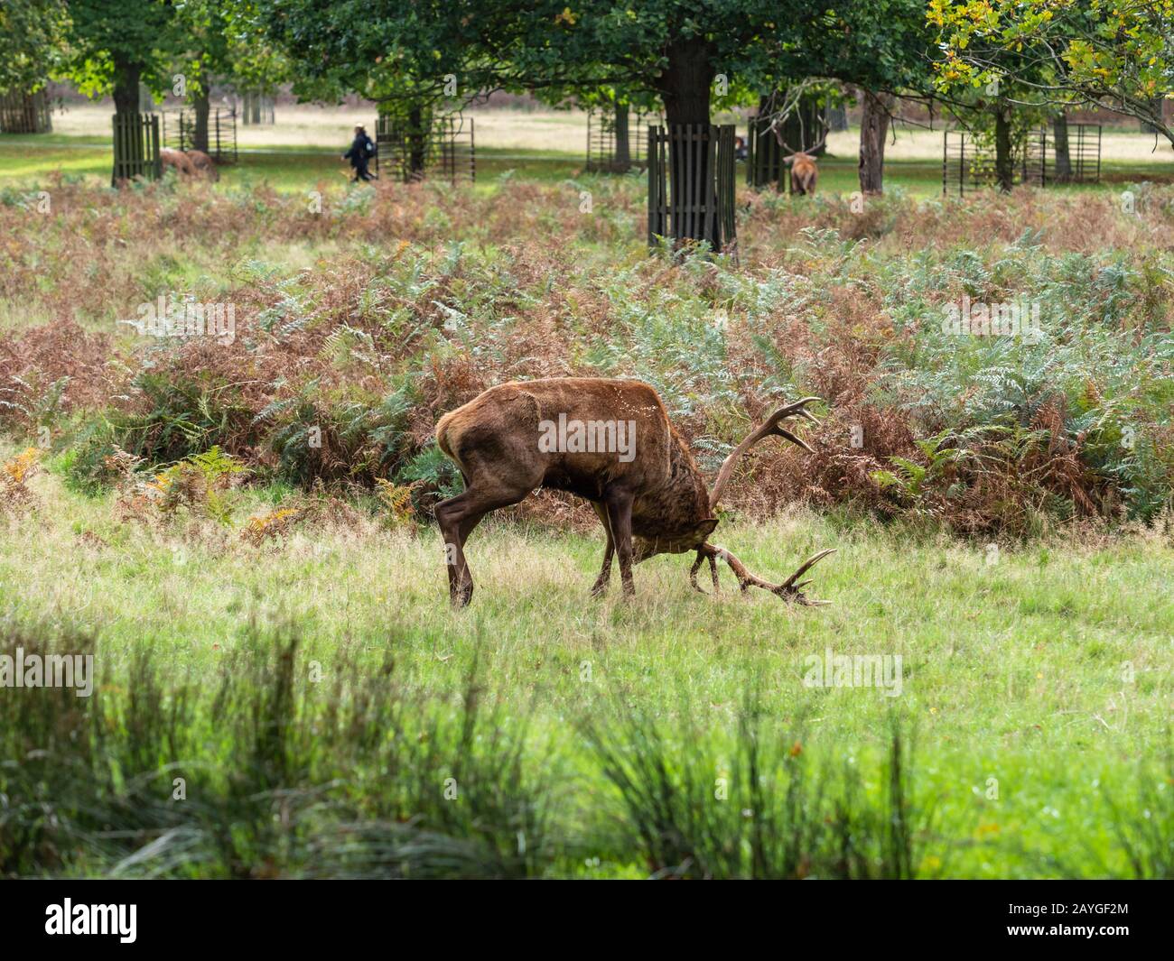 Red Deer Stag Urinating during the Rut Stock Photo Alamy