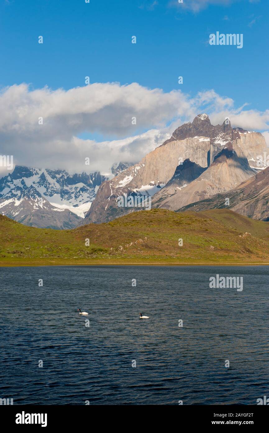 View of the Cuernos del Paine Mountains with Black-necked swans on lake in Torres del Paine National Park in Patagonia, Chile. Stock Photo