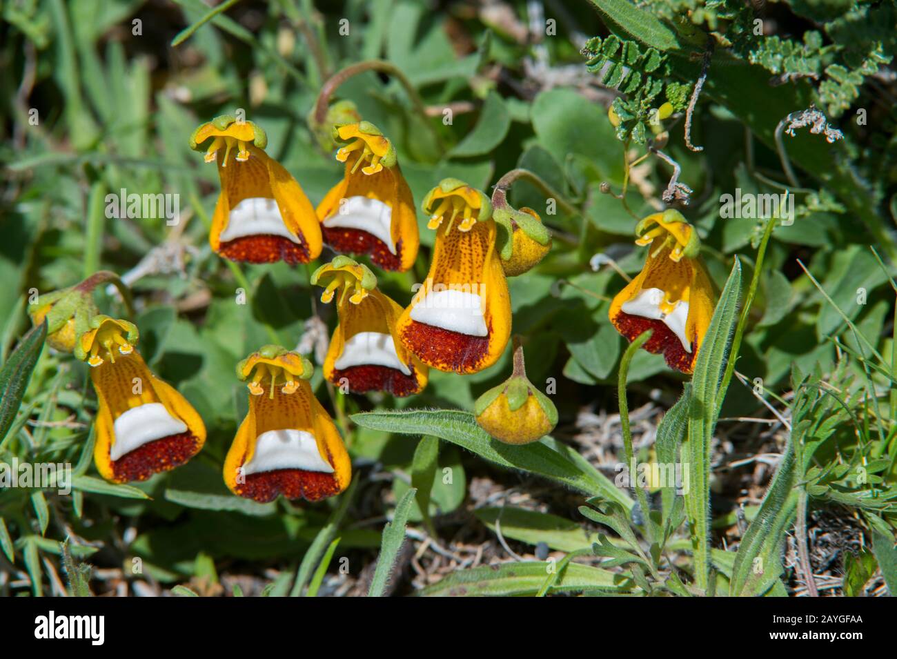 Ladys slipper (Calceolaria uniflora) wildflowers in Torres del Paine National Park in Patagonia, Chile. Stock Photo