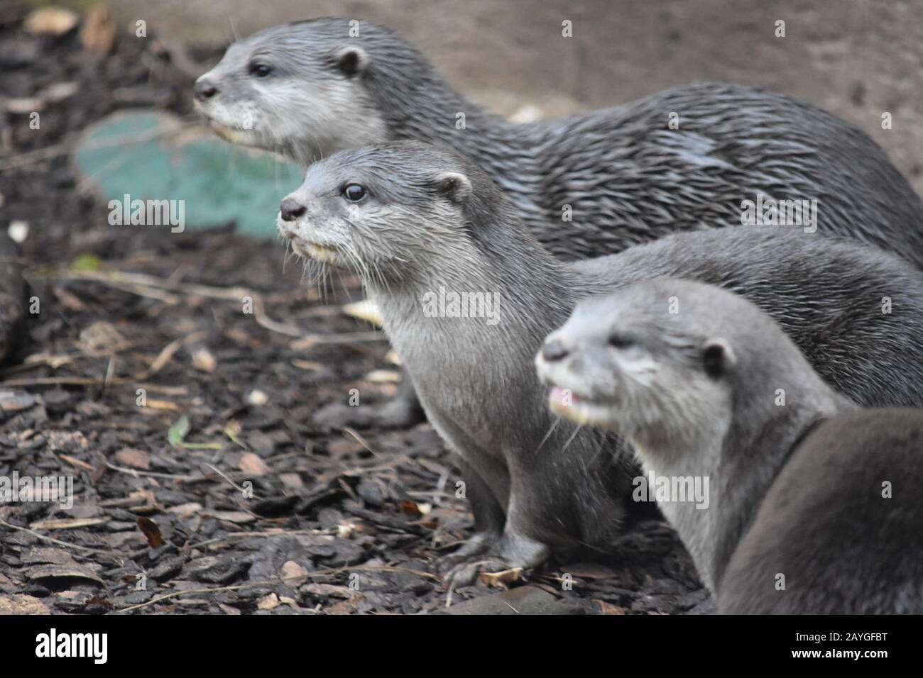 Small-clawed otter Stock Photo