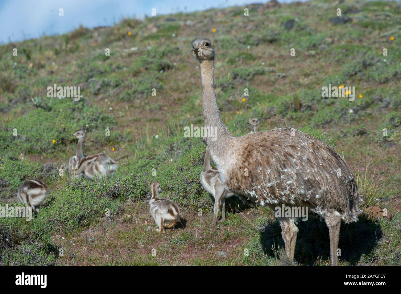Darwin's Rhea (Rhea pennata) male with chicks in Torres del Paine ...