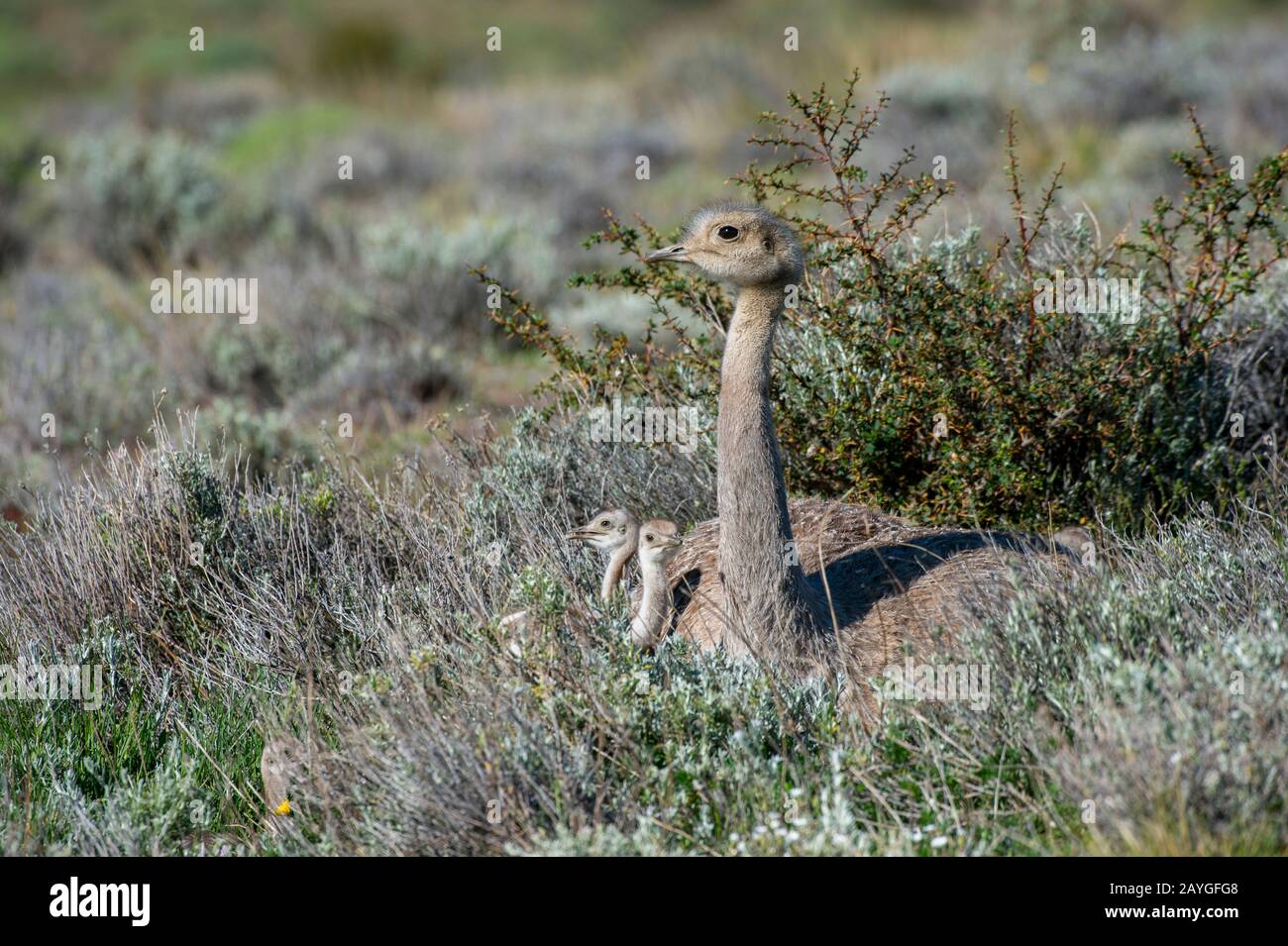 Darwin's Rhea (Rhea pennata) male with chicks resting in Torres del ...