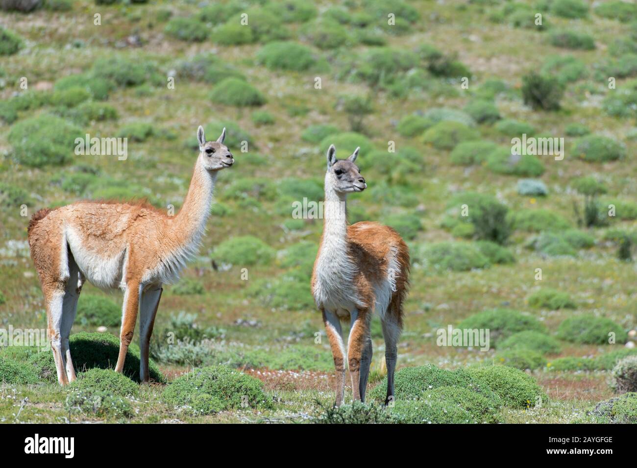 Guanacos (Lama guanicoe) in Torres del Paine National Park in Patagonia, Chile. Stock Photo