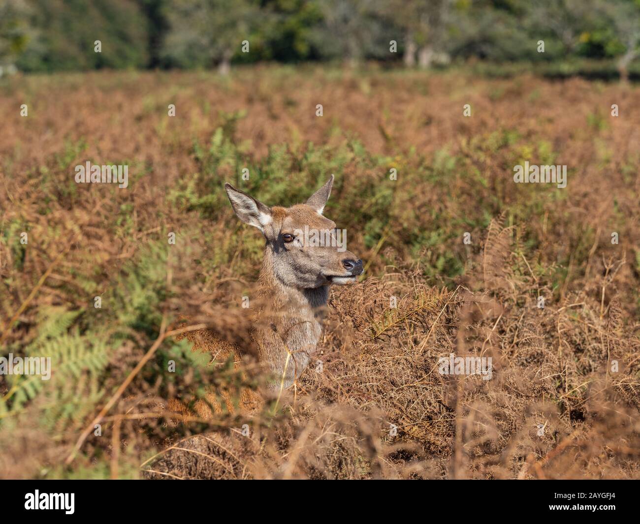 Red Deer Hind by Bracken Stock Photo Alamy