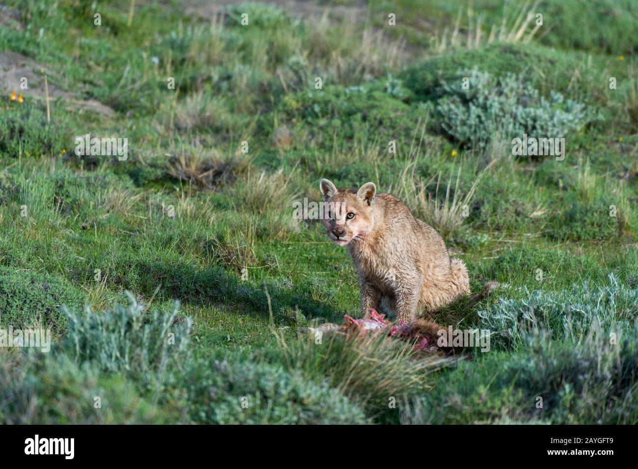 A Puma cub Puma concolor about 6 months old feeding on a baby Guanaco kill in Torres del Paine National Park in Patagonia Chile. Pumas are also k Stock Photo Alamy