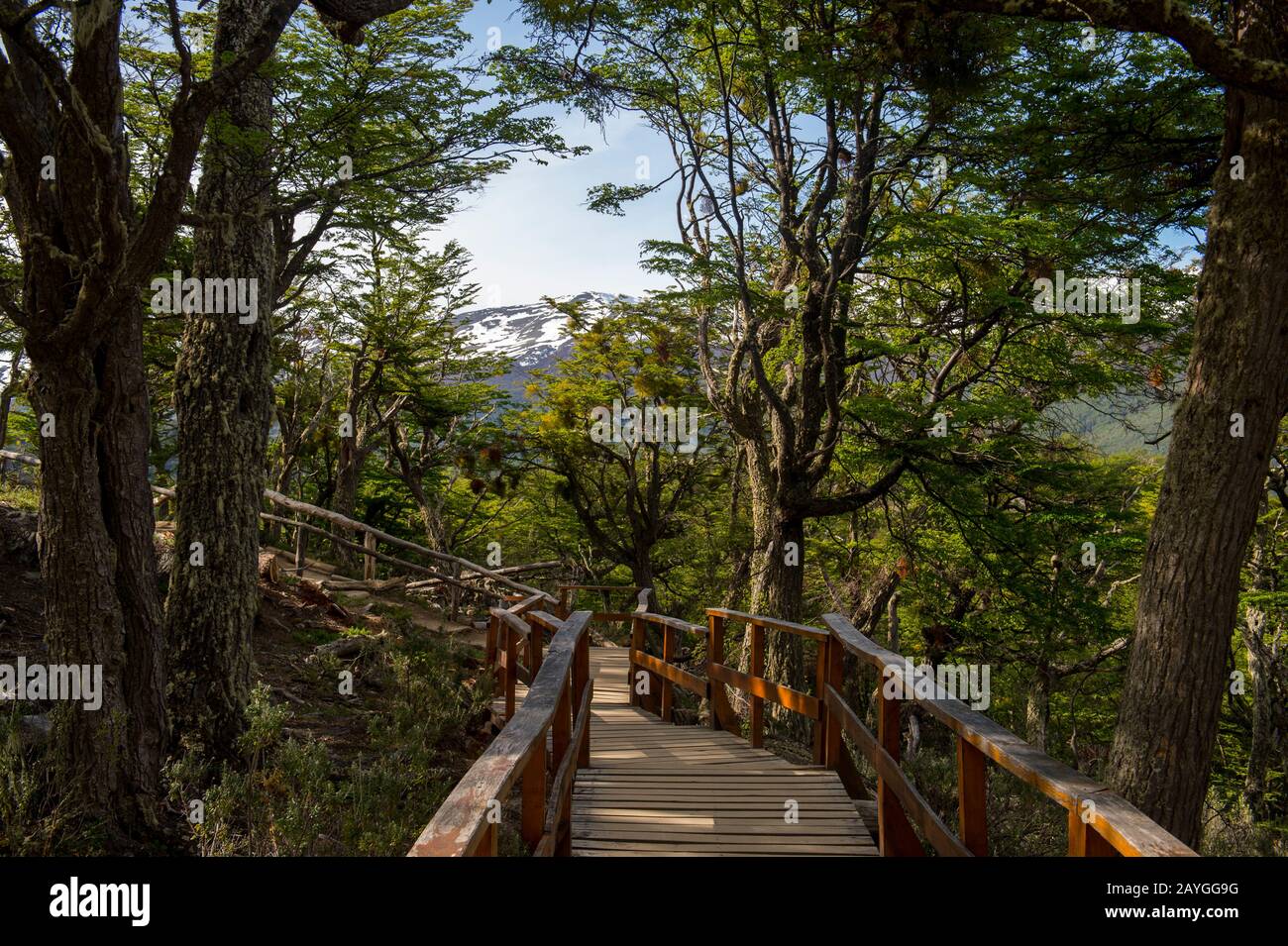 A boardwalk inside the Southern beech forest at Bahia Lapataia (Lapataia Bay) near Ushuaia on Tierra del Fuego in Argentina. Stock Photo