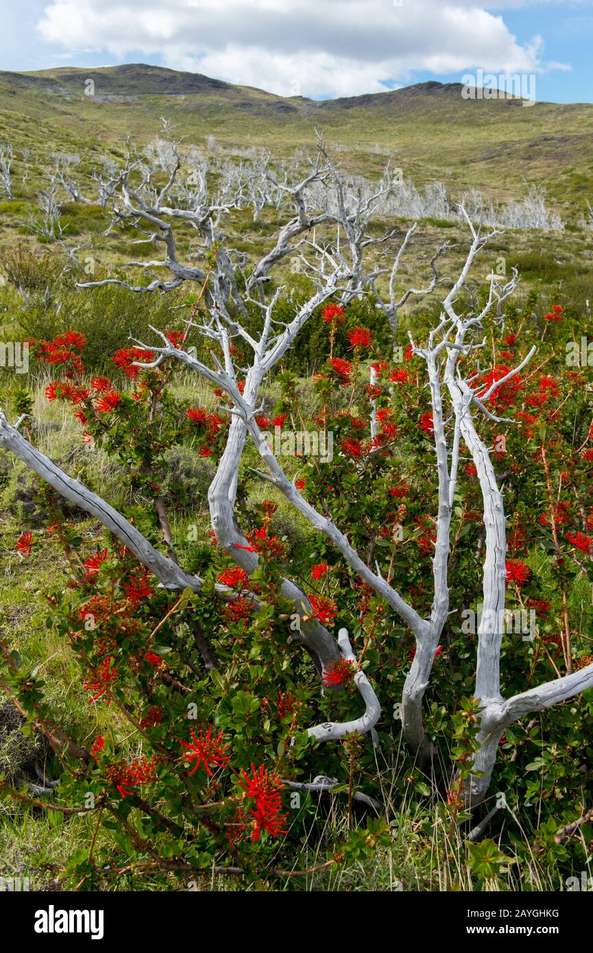 A flowering Chilean firebush (Embothrium coccineum tree) growing in between a dead tree in Torres del Paine National Park in southern Chile. Stock Photo