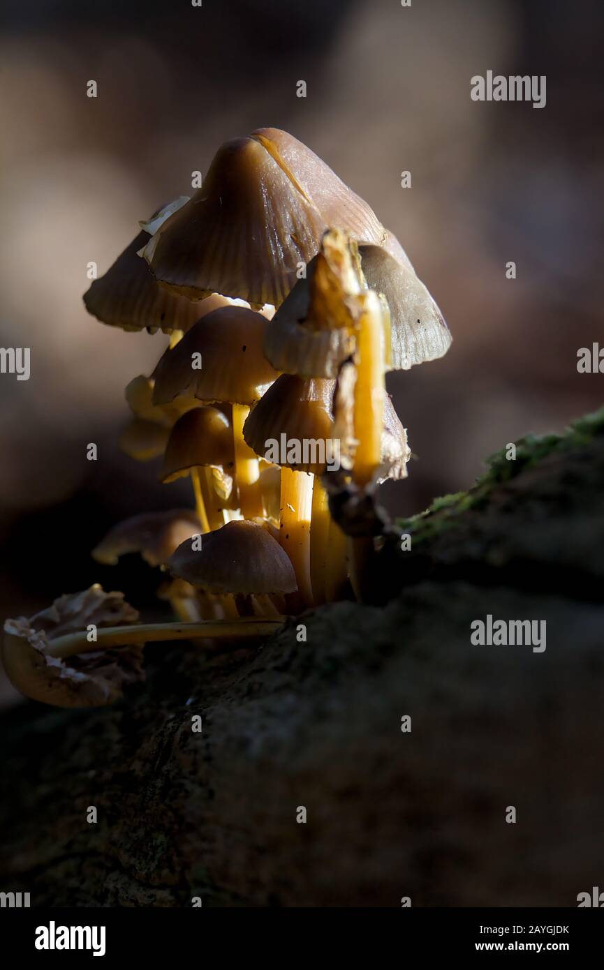 Group of Mushrooms Back Lit By The Sun. Taken at Blashford Lakes UK. Shows autumn, atumnal Stock Photo