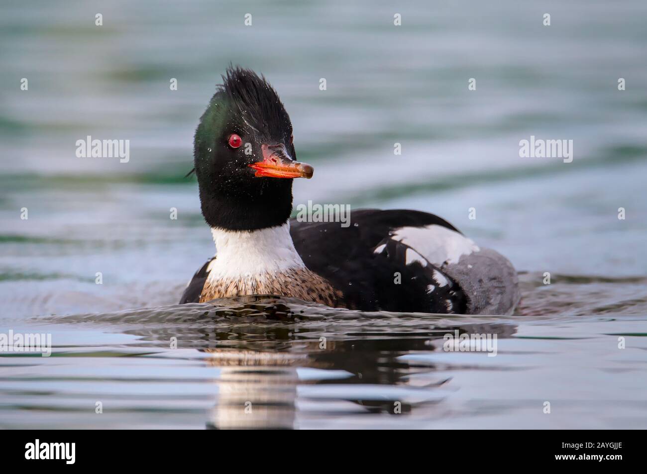 Low Down Head On Shot Of A Red Breasted Merganser, Mergus serrator, Swimming On A Lake Searching For Food Stock Photo