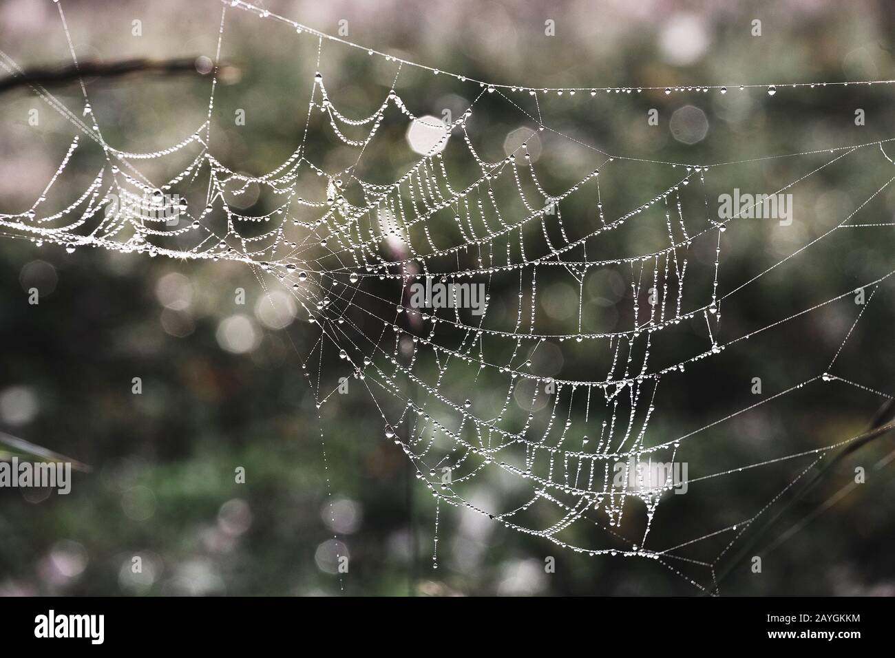 The Spider Web with dew drops Stock Photo