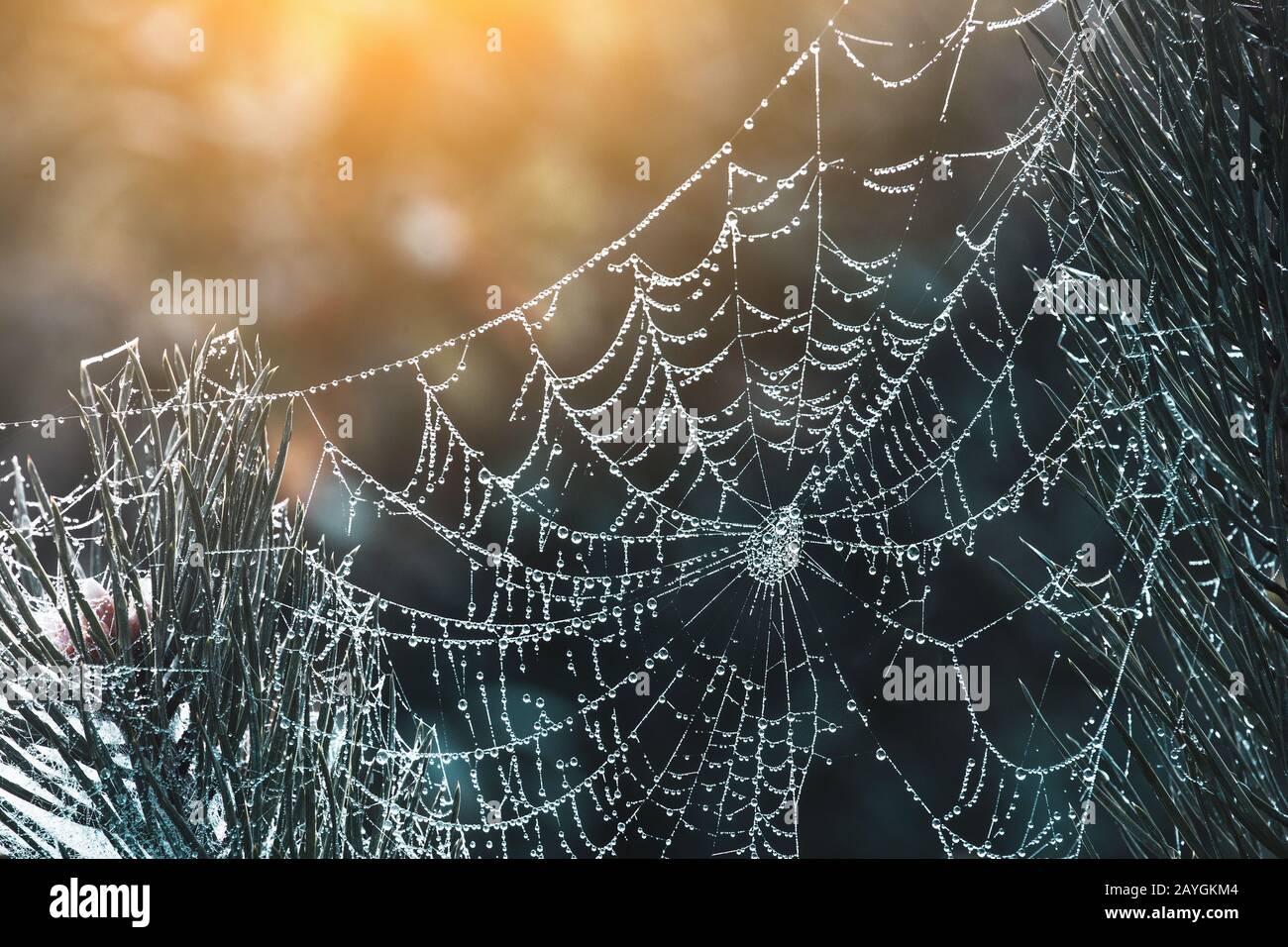 The Spider Web with dew drops Stock Photo