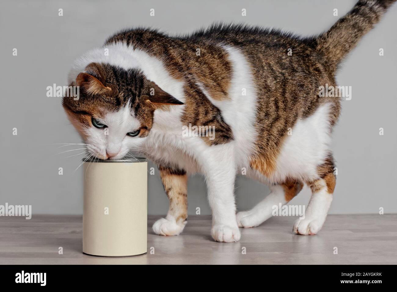 Hungry tabby cat sniffing on cat food in a aluminum can with copy space