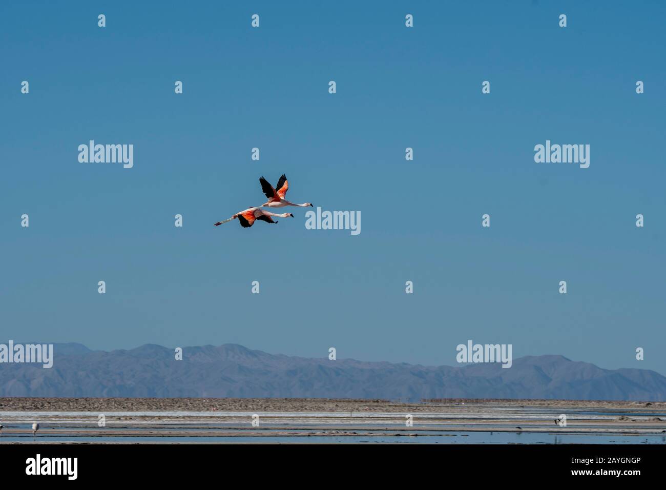 James flamingos (Phoenicoparrus jamesi), also known as the puna flamingos in flight at the Chaxa Lagoon, Soncor section of Los Flamencos National Rese Stock Photo