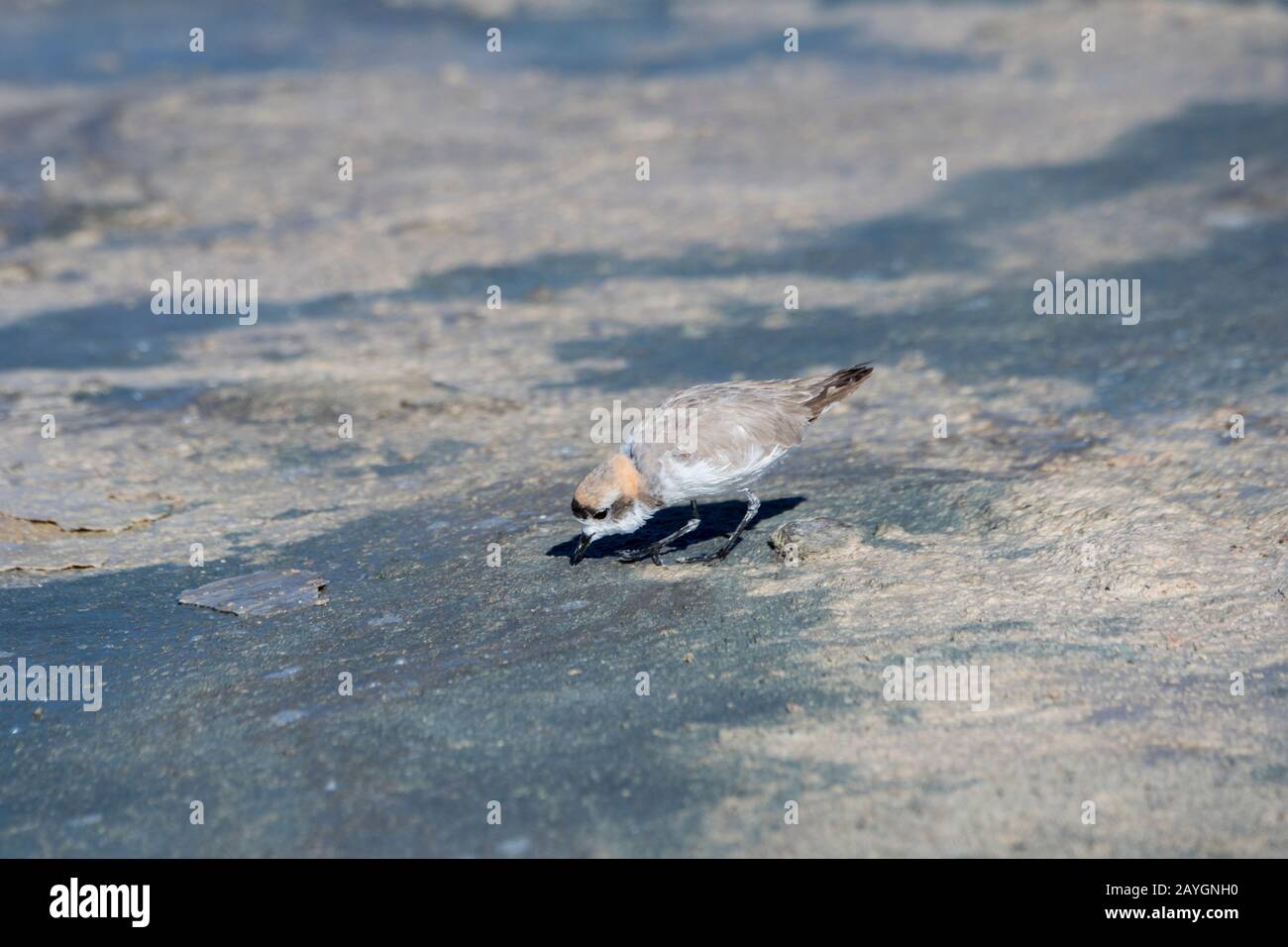 A puna plover (Charadrius alticola) is searching for food in the shallow waters of the Chaxa Lagoon, Soncor section of Los Flamencos National Reserve Stock Photo