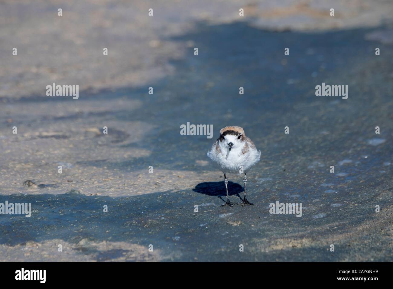 A puna plover (Charadrius alticola) is searching for food in the shallow waters of the Chaxa Lagoon, Soncor section of Los Flamencos National Reserve Stock Photo
