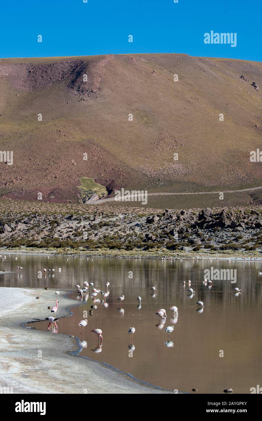 Andean Flamingos (Phoenicopterus andinus), James's flamingos (Phoenicoparrus jamesi) and Chilean Flamingos (Phoenicopterus chilensis) feeding in Lagun Stock Photo