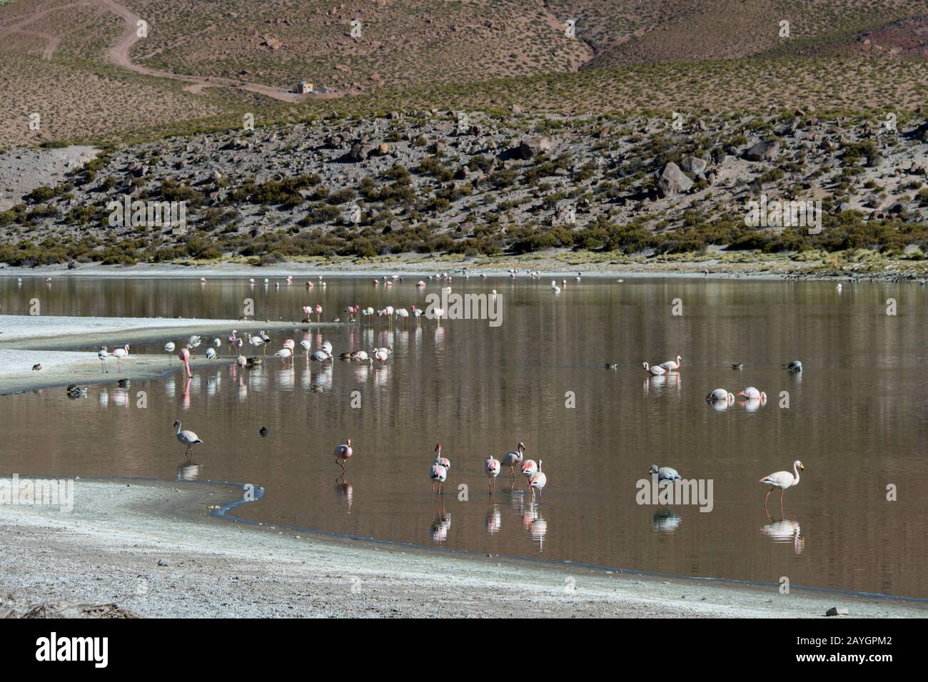 Andean Flamingos (Phoenicopterus andinus), James's flamingos (Phoenicoparrus jamesi) and Chilean Flamingos (Phoenicopterus chilensis) feeding in Lagun Stock Photo