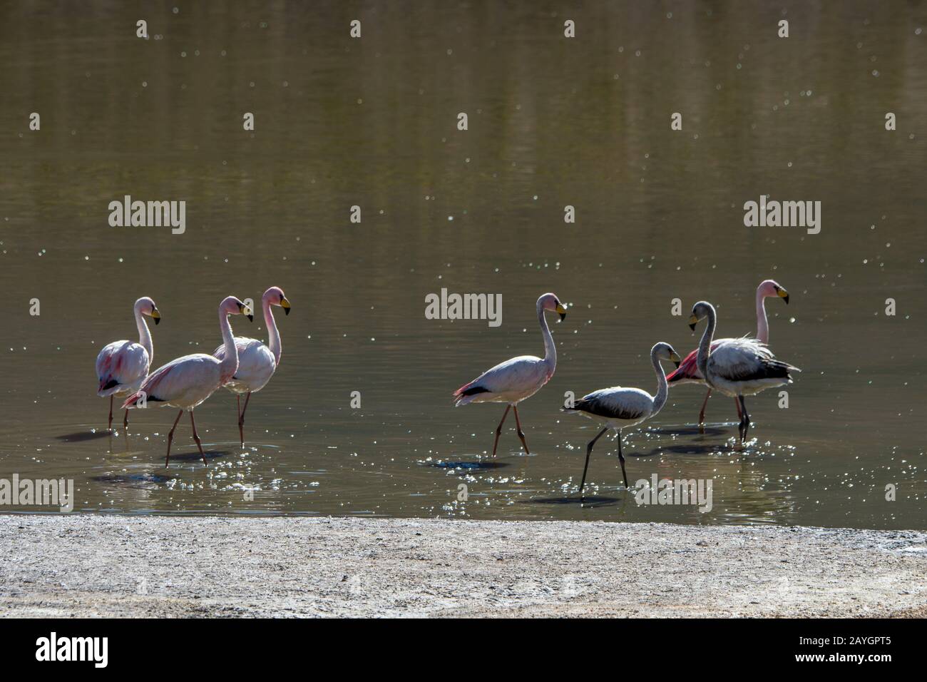 James's flamingos (Phoenicoparrus jamesi) feeding in Laguna Machuca in the Atacama Desert near San Pedro de Atacama, northern Chile. Stock Photo