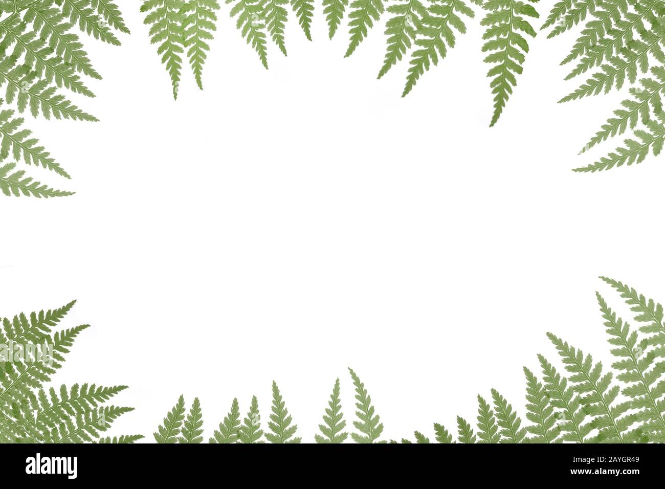 Jungle ferns on white background hi-res stock photography and images