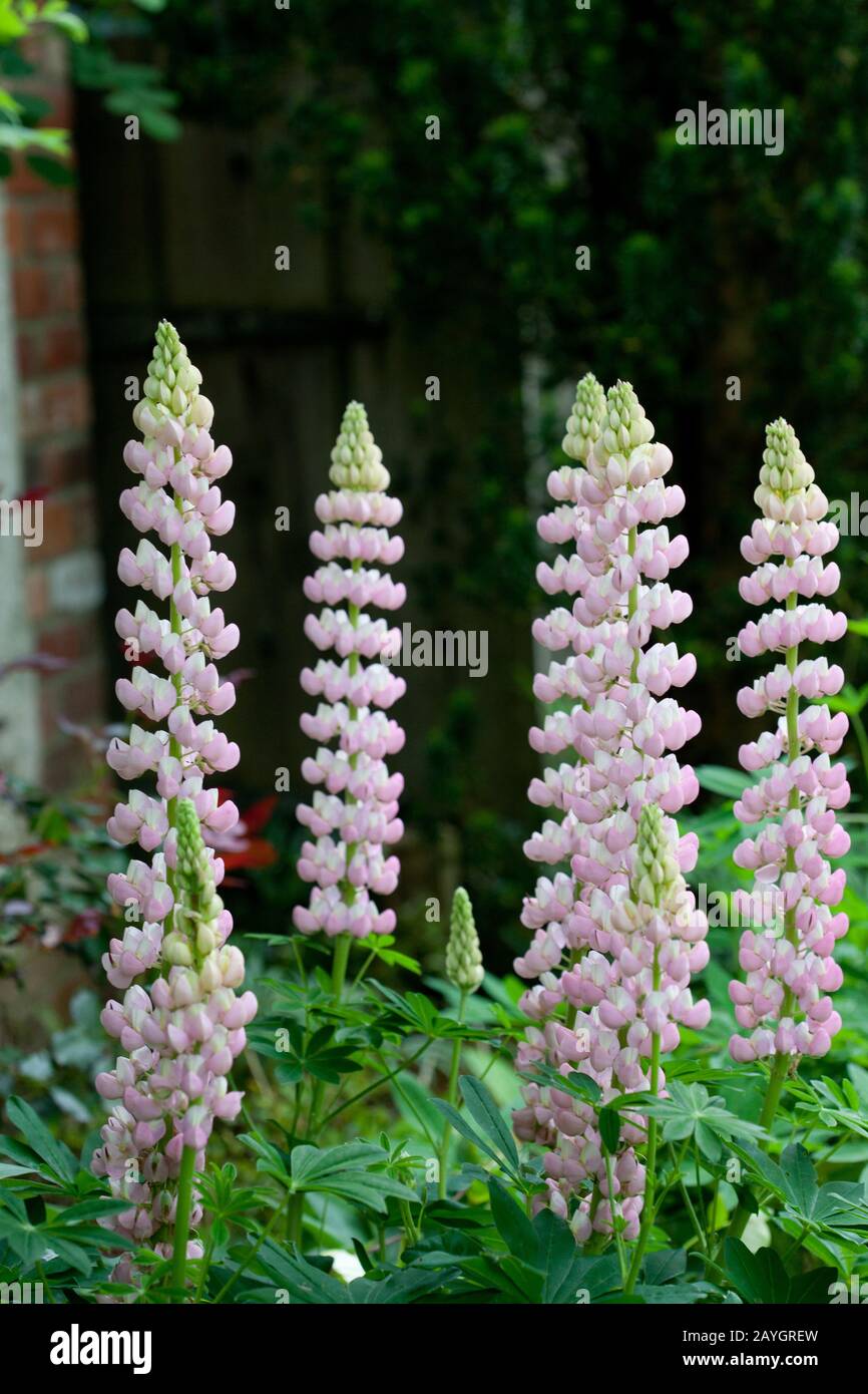 pink lupin flower stalks against a dark background Stock Photo