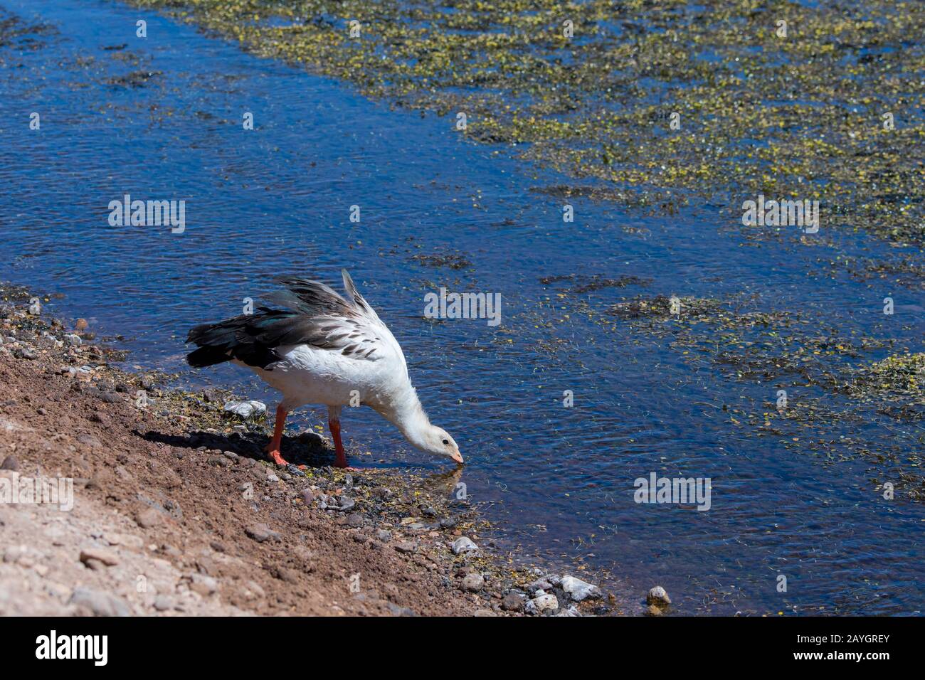 An Andean goose (Chloephaga melanoptera) is drinking in the wetland of the Vado Rio Putana in the Atacama Desert near San Pedro de Atacama, northern C Stock Photo