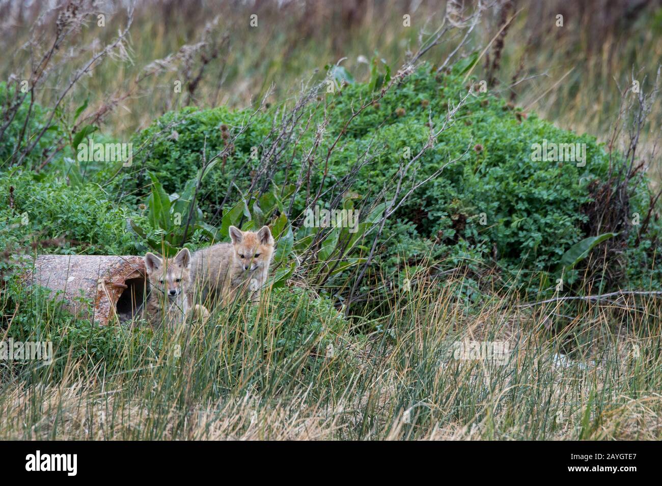 South American gray fox kits (Lycalopex griseus) in Laguna Nimez Nature Reserve in El Calafate, Argentina. Stock Photo