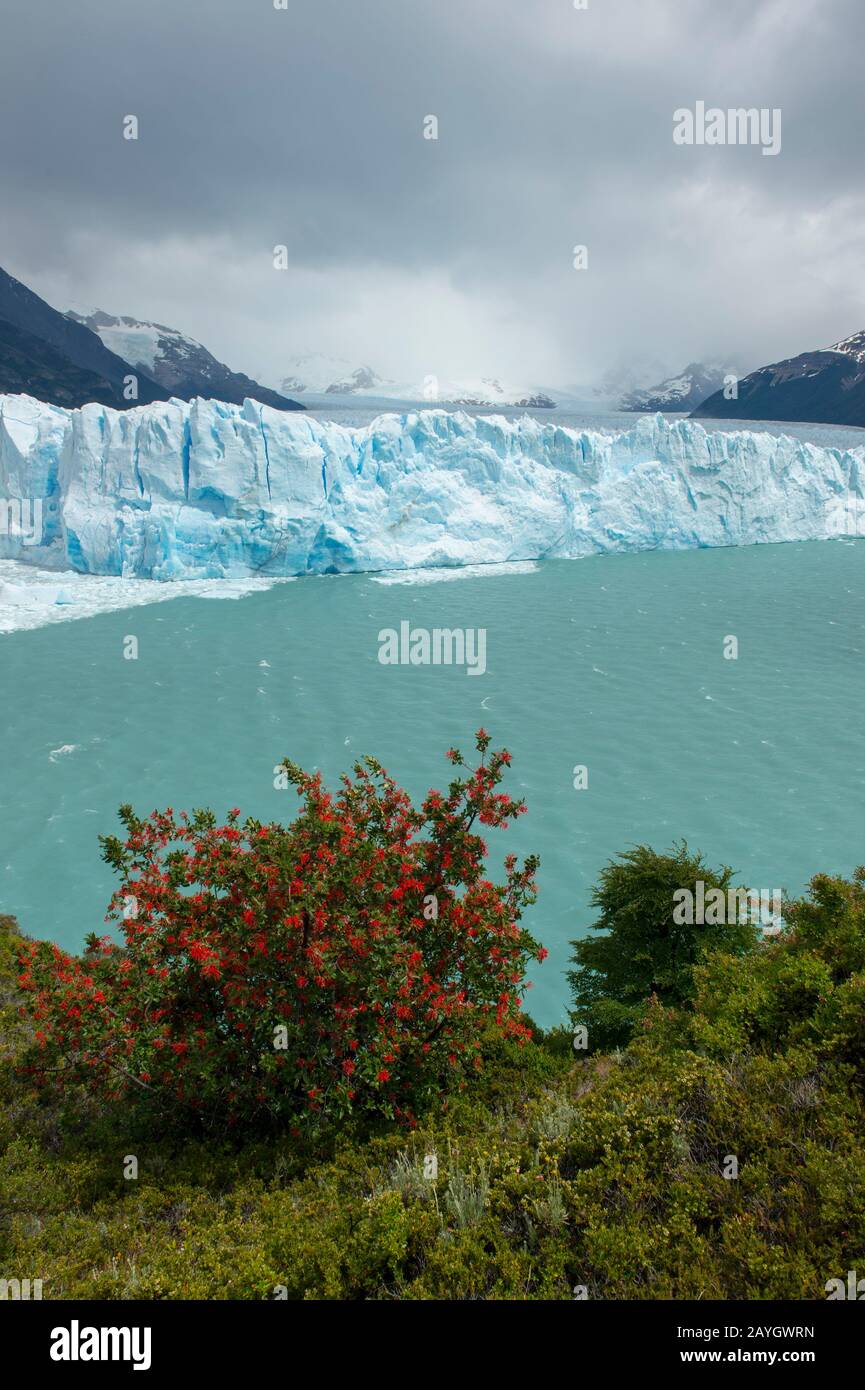 View of the Perito Moreno Glacier in Los Glaciares National Park near El Calafate, Argentina with Embothrium coccineum, commonly known as the Chilean Stock Photo