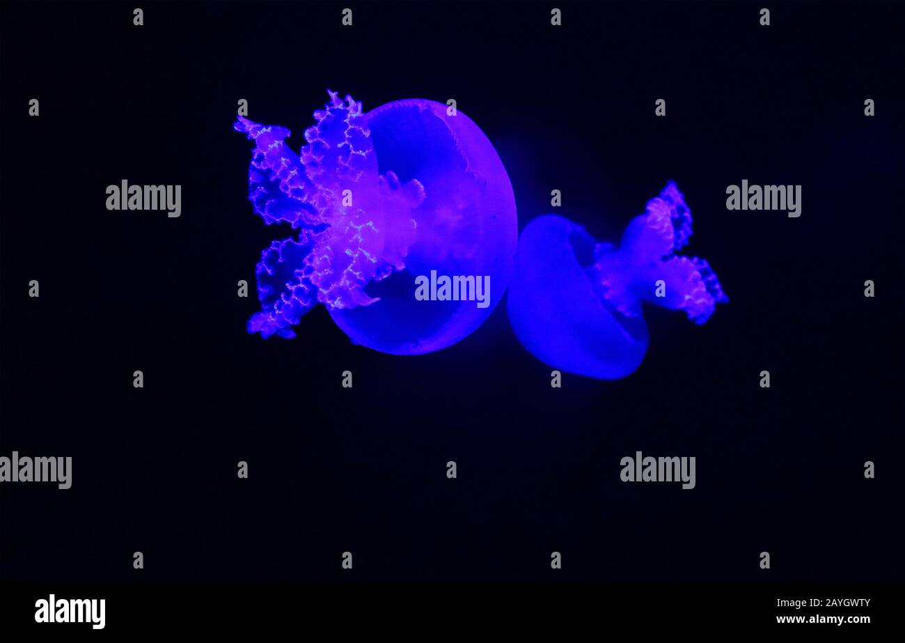 Cannonball jellyfish (Stomolophus meleagris), also known as the