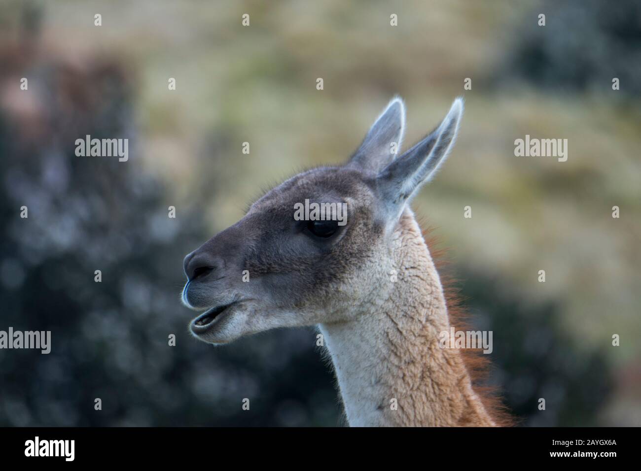 Close-up of a Guanaco (Lama guanicoe) on ranch land near Torres del Paine National Park in southern Chile. Stock Photo