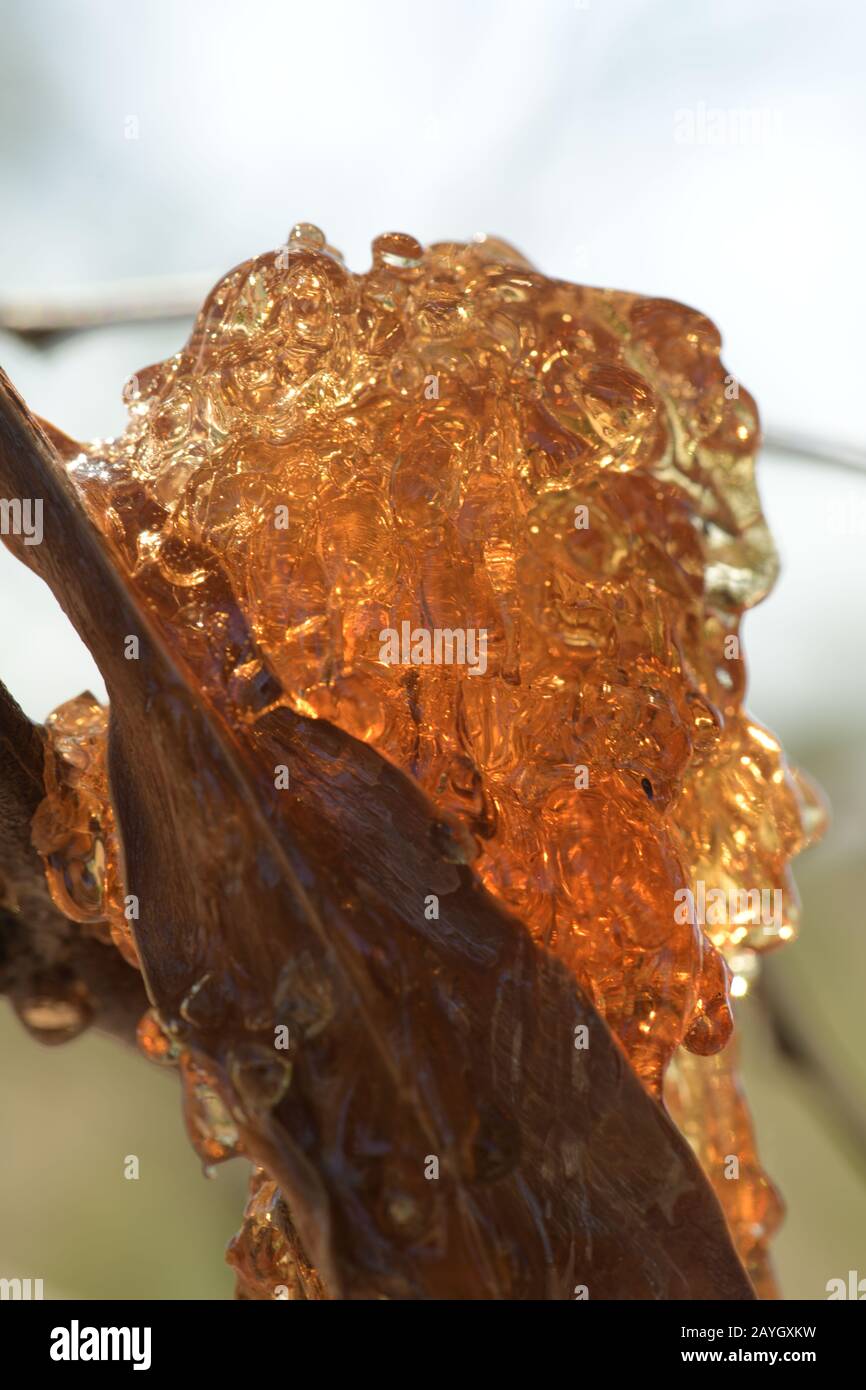 Tree sap forming amber Stock Photo Alamy