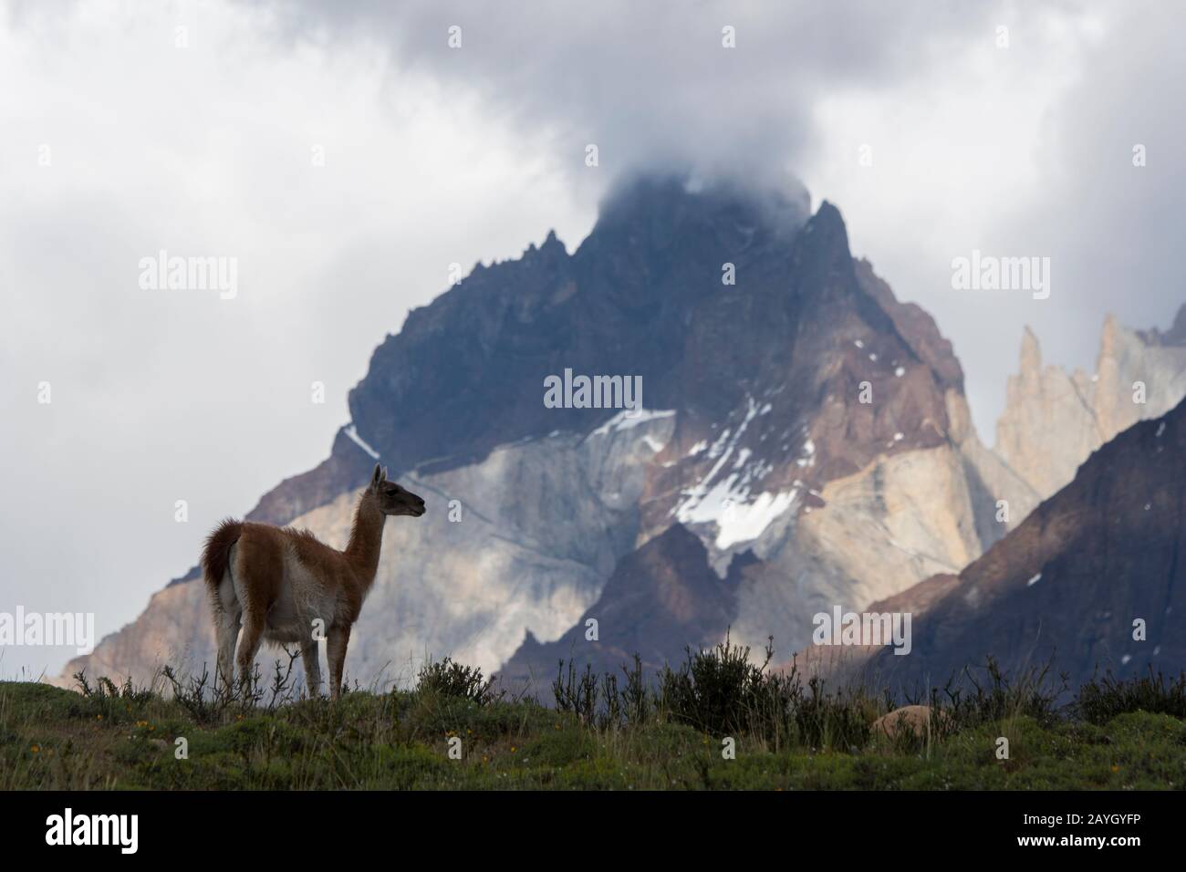 A guanaco (Lama guanicoe) male in Torres del Paine National Park in southern Chile with the Cuernos del Paine (Horns) in the background. Stock Photo