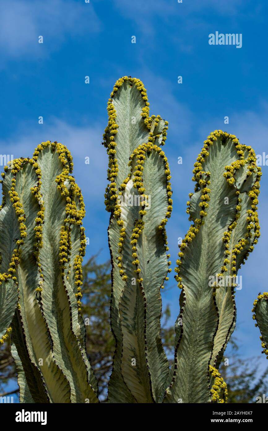 A flowering Euphorbia candelabrum, a succulent species of plant in the