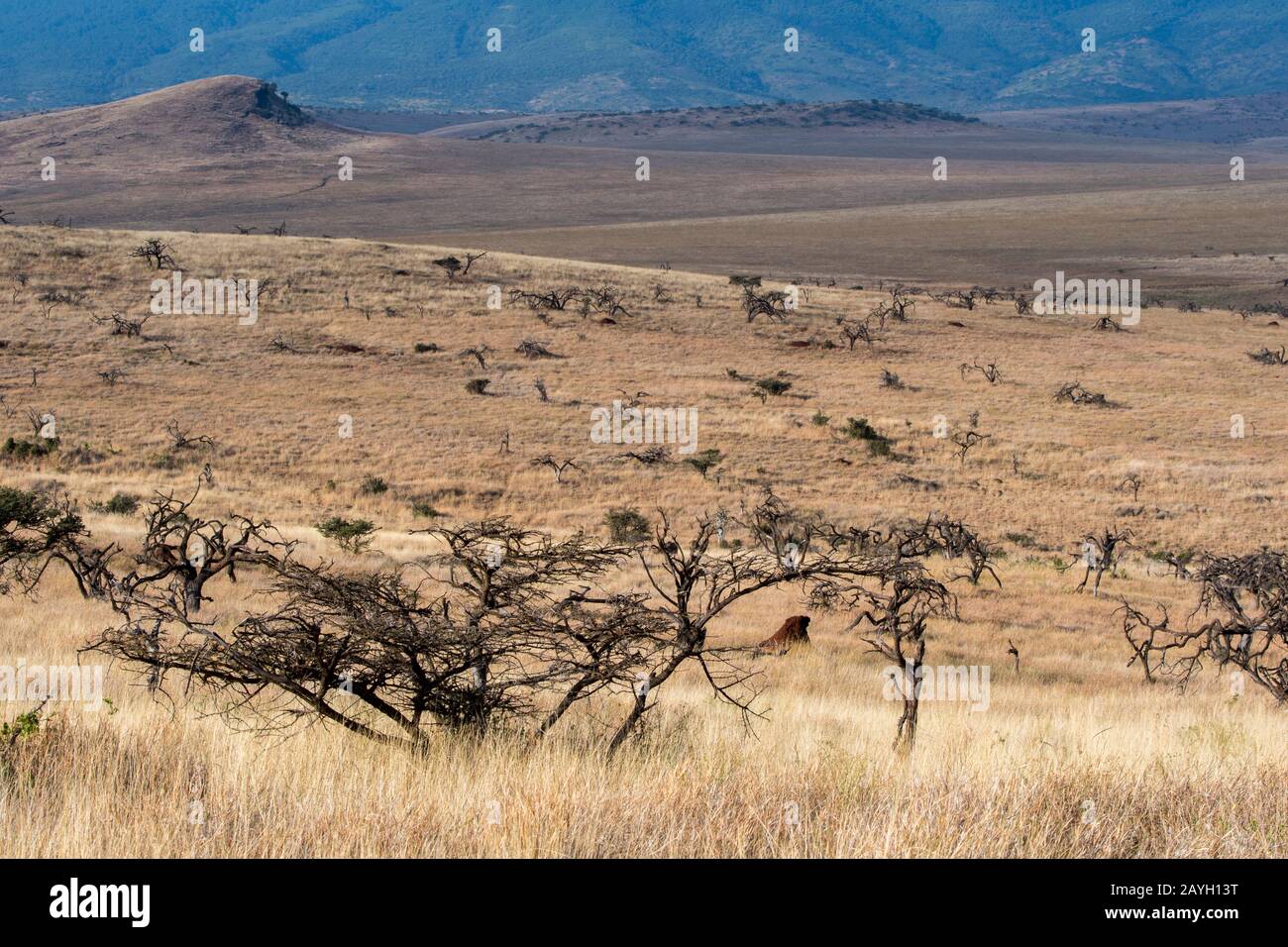 View of the grasslands with trees destroyed by elephants in the Lewa