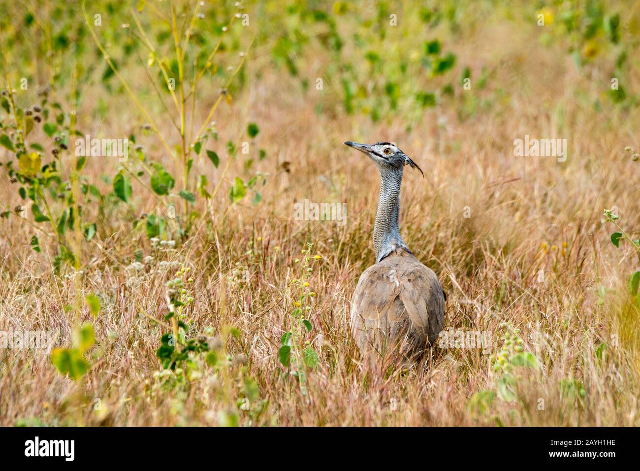 A Kori Bustard Ardeotis Kori The Largest Flying Bird Native To Africa Is Walking Through The 0773