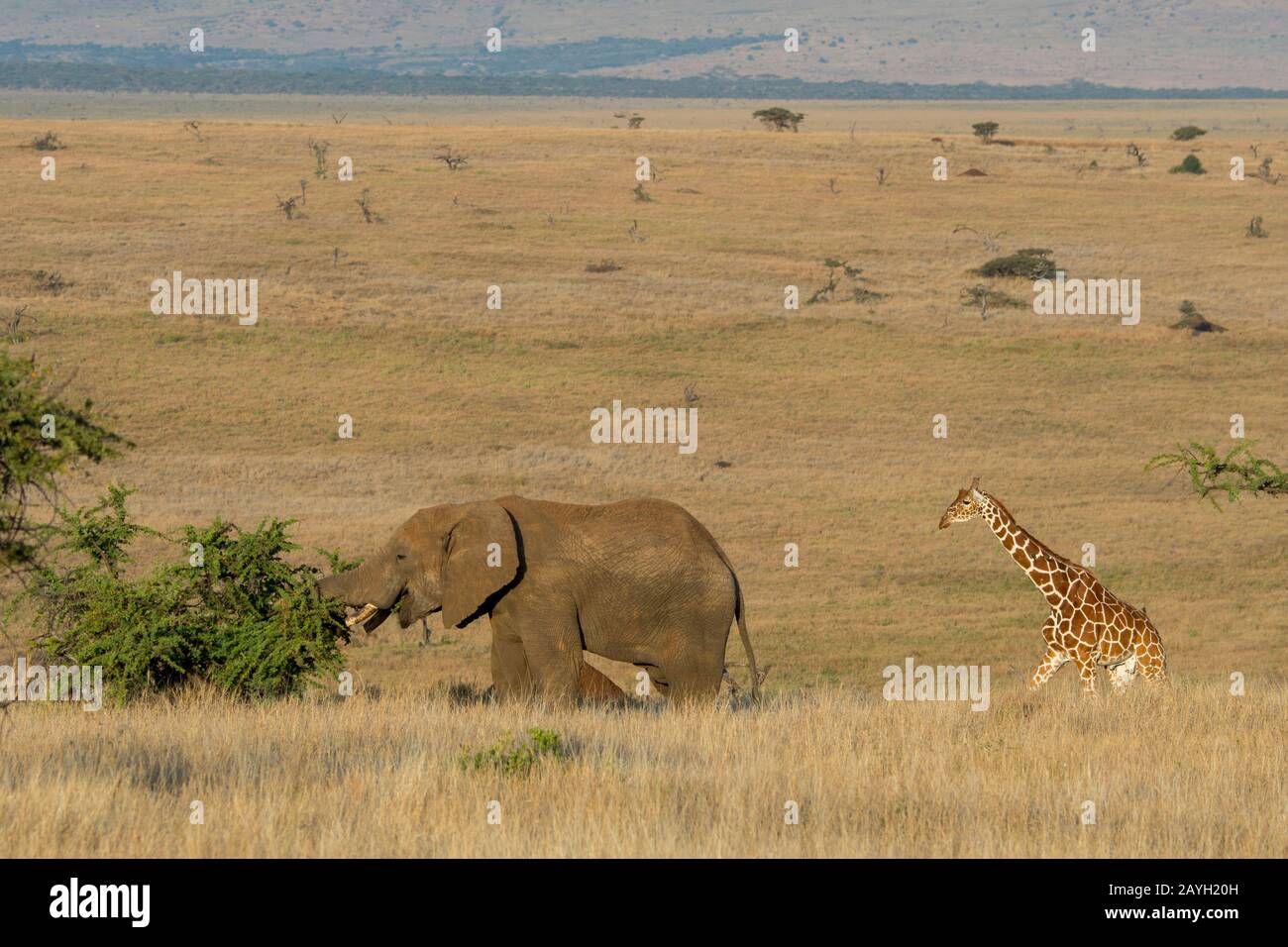 An African elephant with a reticulated giraffe (Giraffa reticulata) at the Lewa Wildlife Conservancy in Kenya. Stock Photo