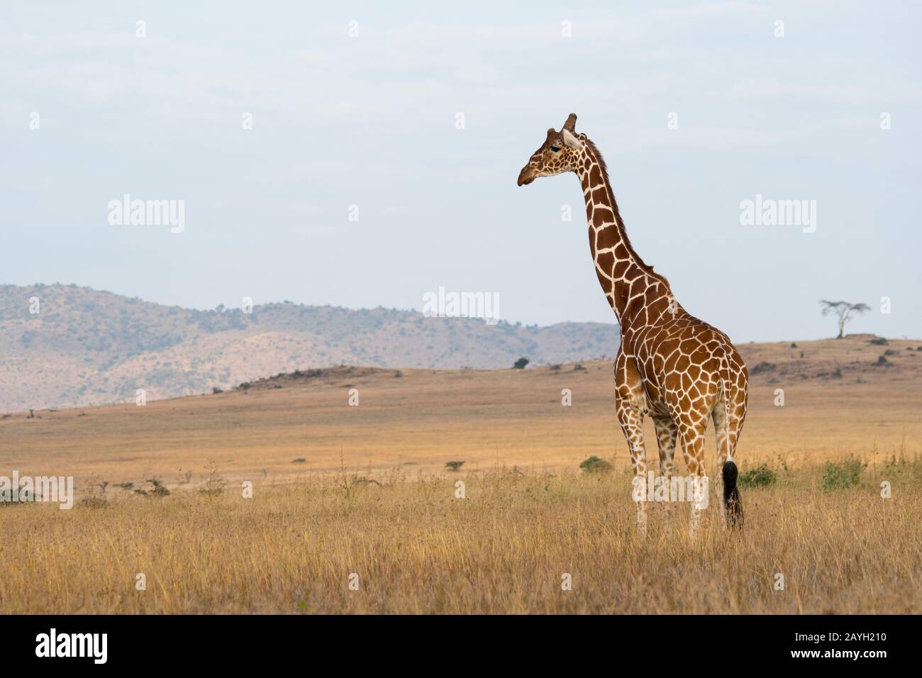 A Reticulated giraffe (Giraffa reticulata) at the Lewa Wildlife Conservancy in Kenya. Stock Photo