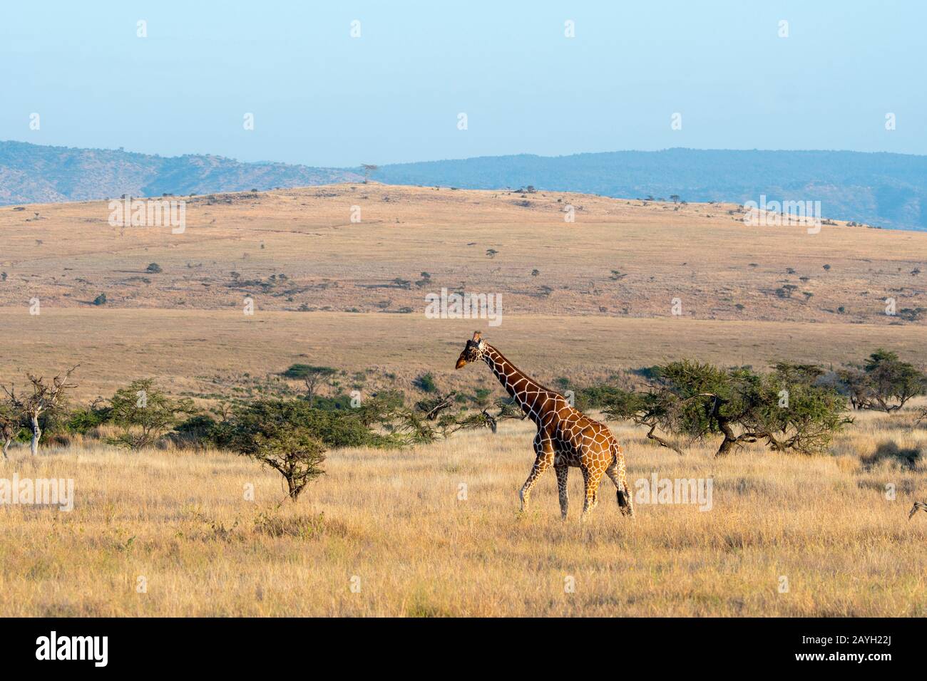 A Reticulated giraffe (Giraffa reticulata) at the Lewa Wildlife Conservancy in Kenya. Stock Photo