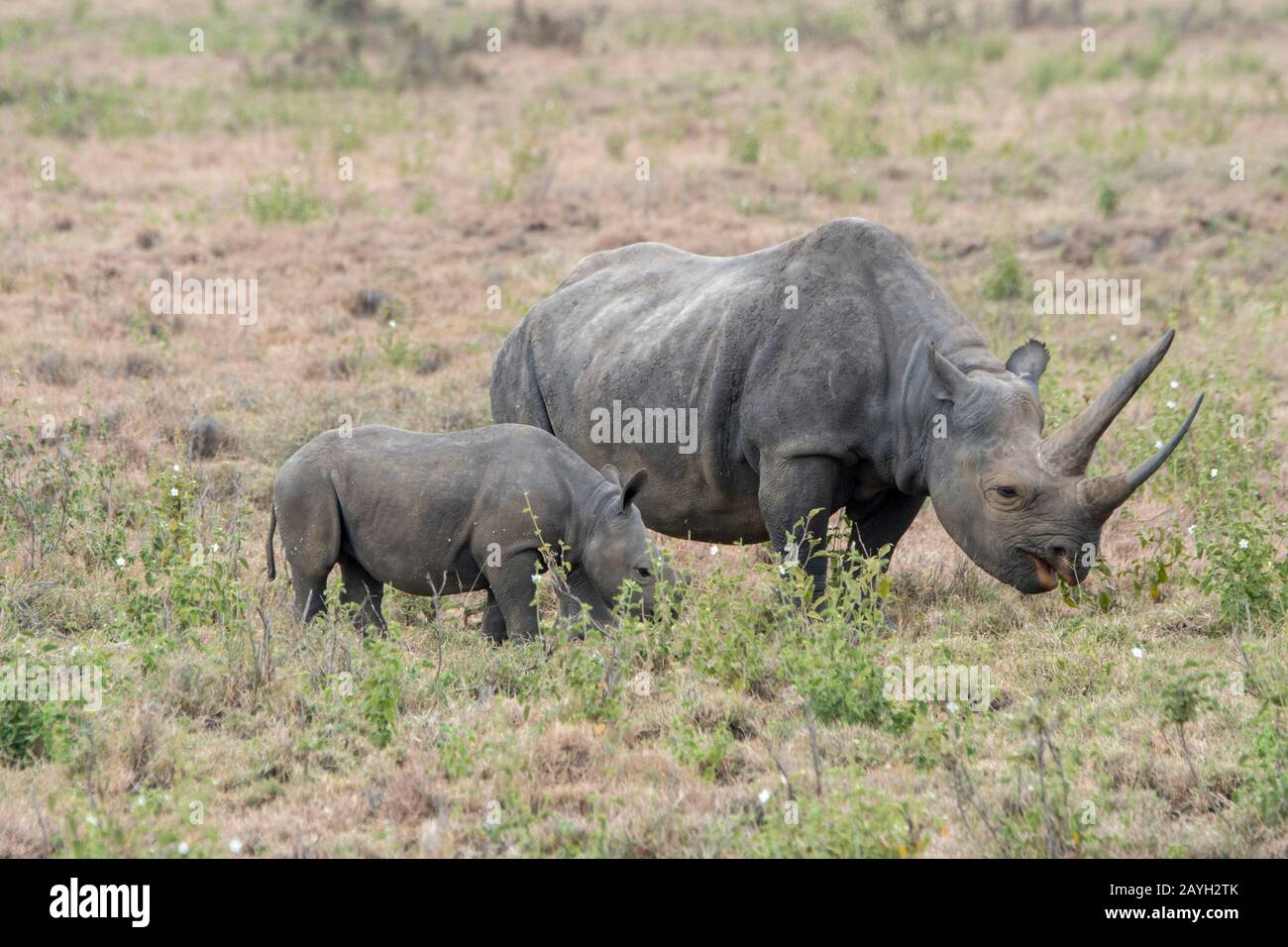 An Endangered Black Rhinoceros Or Hook Lipped Rhinoceros Diceros