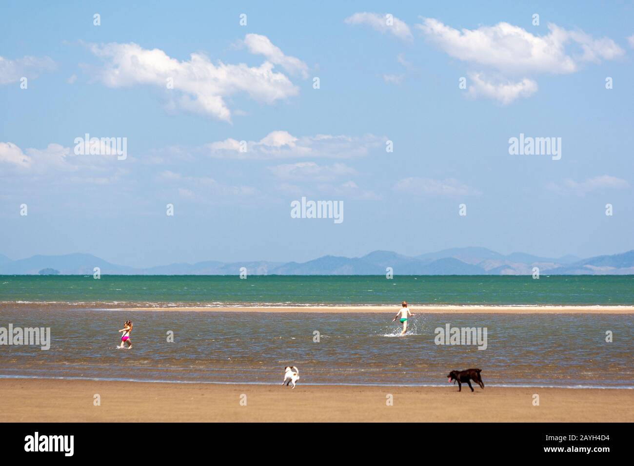 Children and dogs splashing in the Dingo Beach, Queensland, Australia Stock Photo Alamy