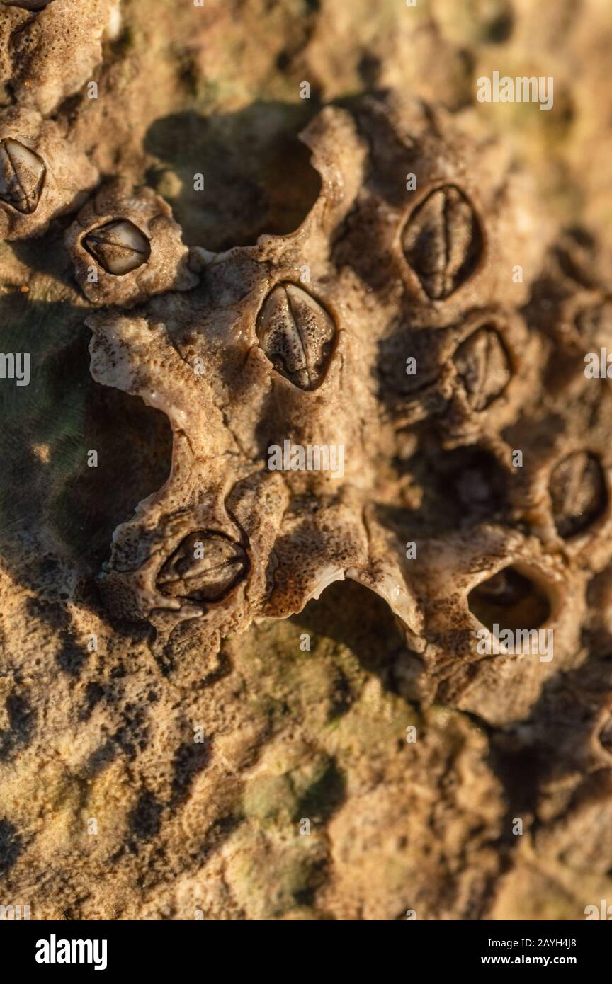 A macro close up of barnacles at North Landing near Flamborough, East Yorkshire, UK Stock Photo