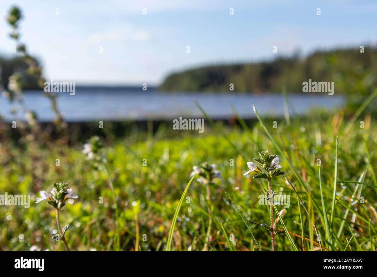 Bright sunny green yellow grass close-up with stones and water of finnish river natural template vibrant background Stock Photo