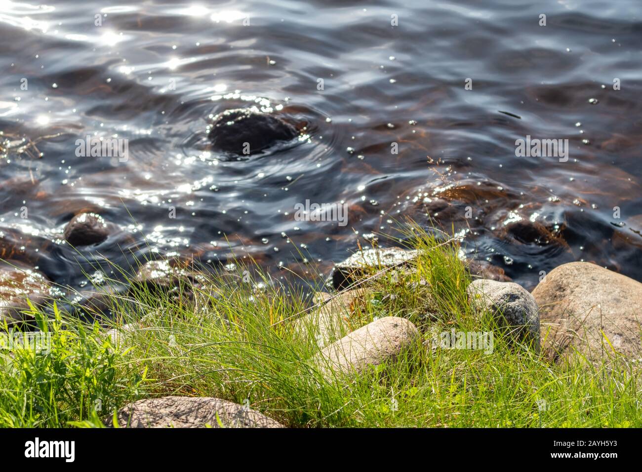 Bright sunny green yellow grass close-up with stones and water of finnish river natural template vibrant background Stock Photo