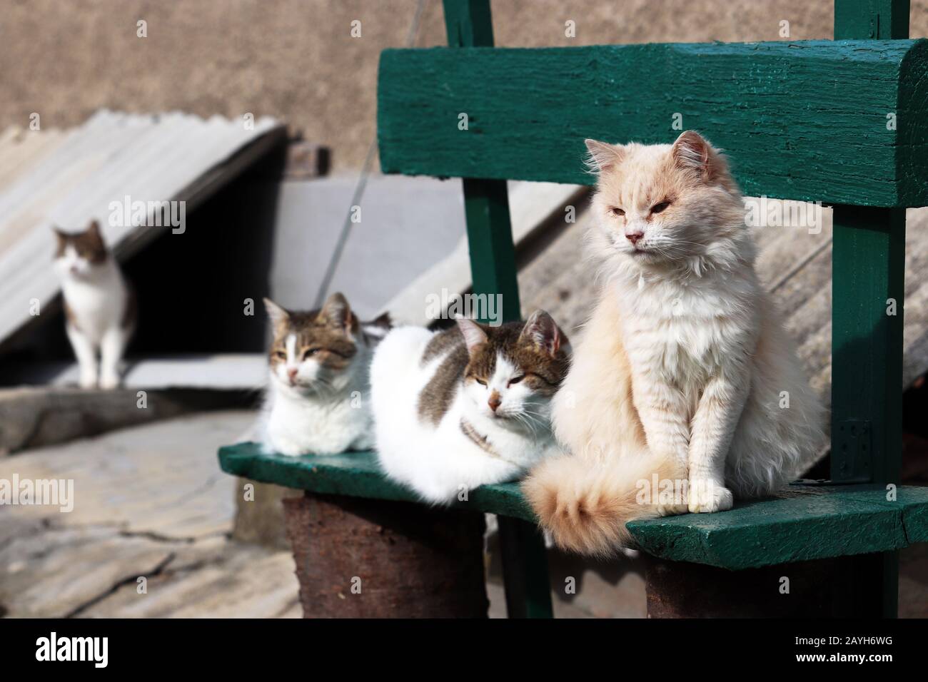 Cats sitting on a green wooden bench. Four cute animals in sunny weather looking in the same direction, rural scene in village Stock Photo