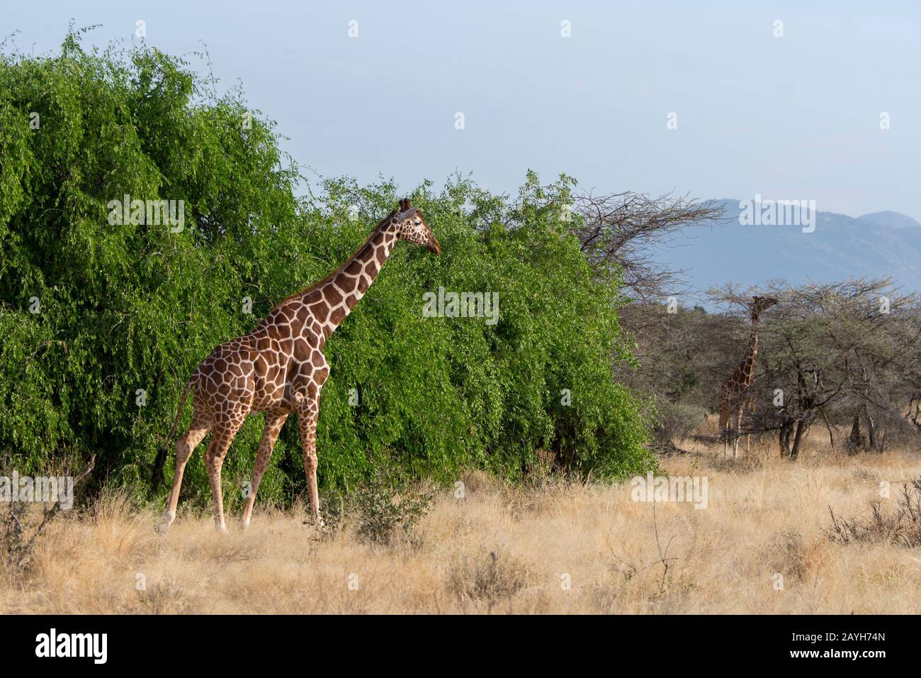 A reticulated giraffe (Giraffa reticulata) in the Samburu National Reserve in Kenya. Stock Photo