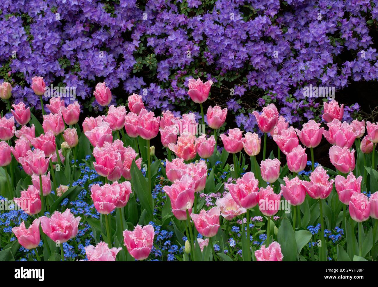 pink and purple Stock Photo Alamy