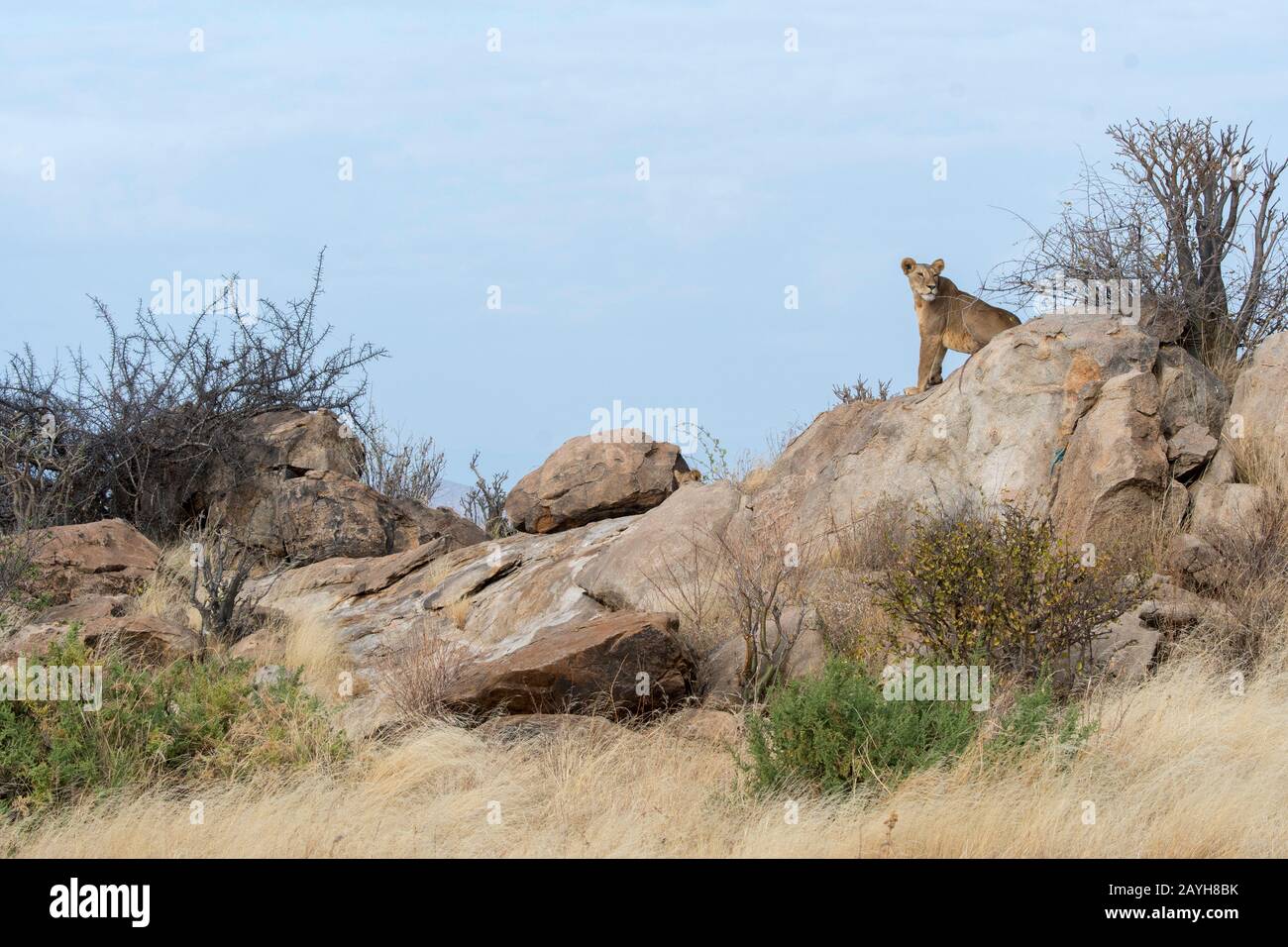 A lioness (Panthera leo) sitting on a rock is looking for prey in the Samburu National Reserve in Kenya. Stock Photo
