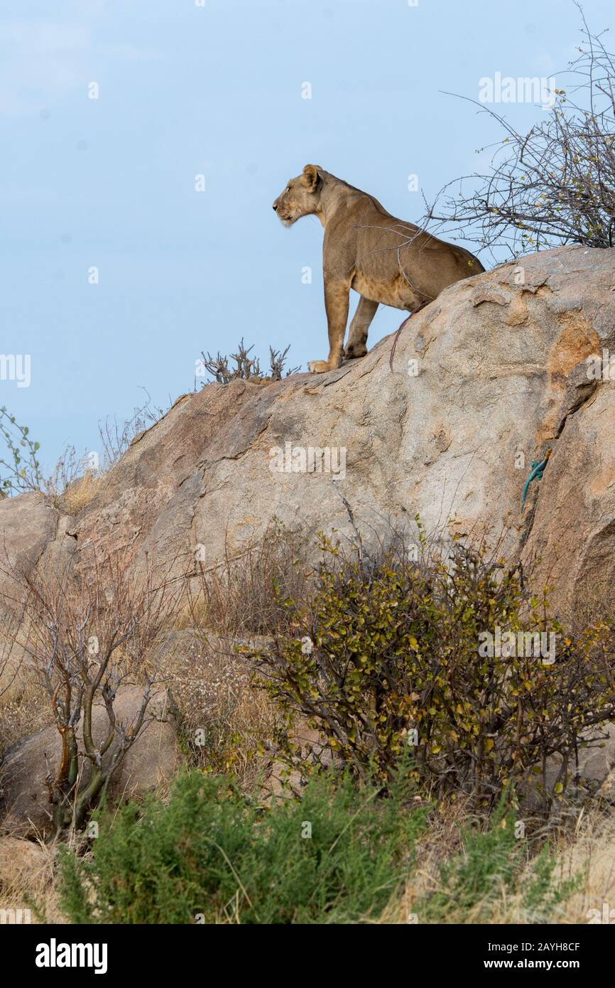 A lioness (Panthera leo) sitting on a rock is looking for prey in the Samburu National Reserve in Kenya. Stock Photo