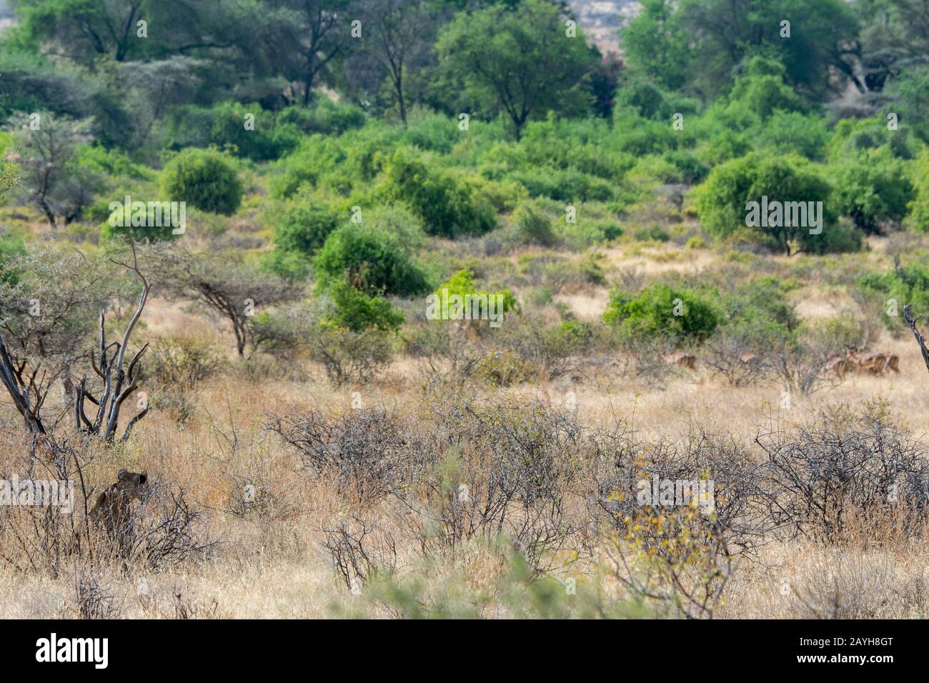 A lioness (Panthera leo) is looking for prey in the Samburu National Reserve in Kenya. Stock Photo
